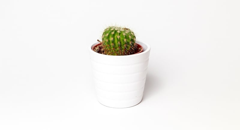 Succulent Plants